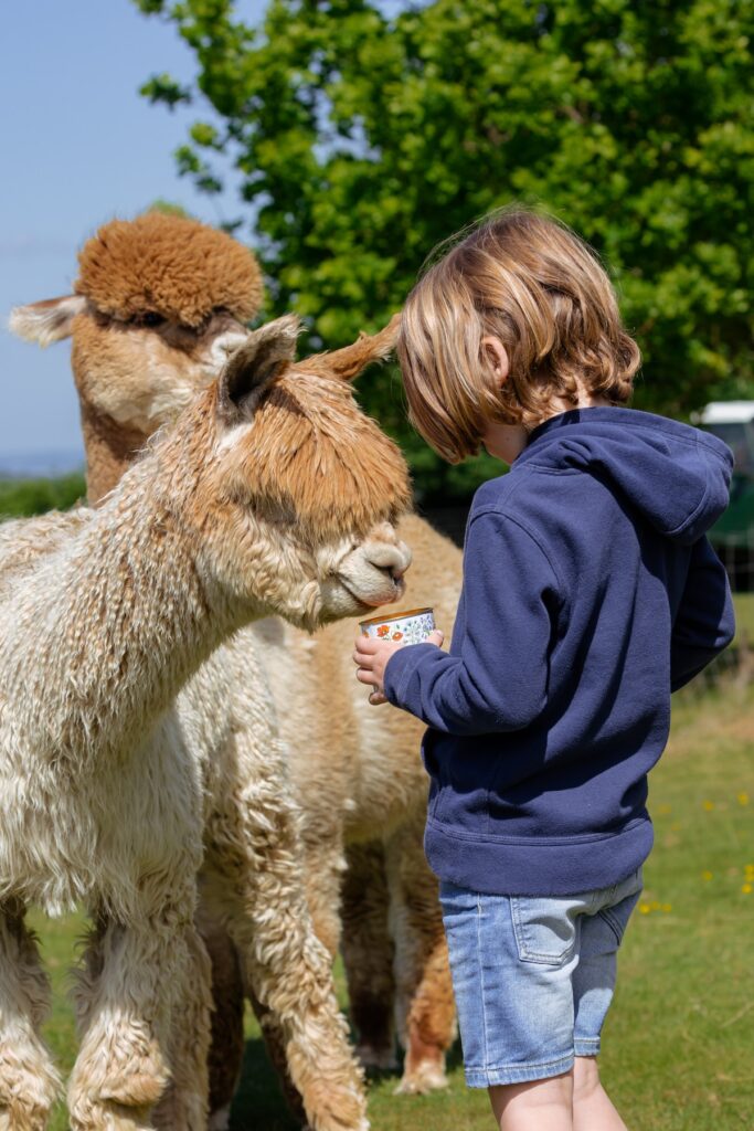 STOCKPORT ALPACAS